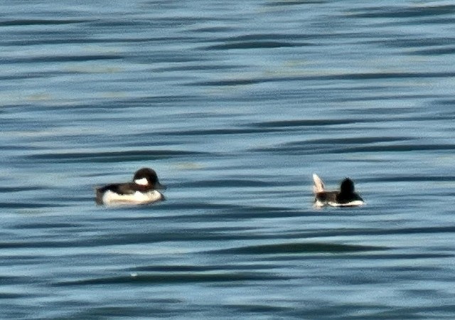 Bufflehead - Jeri Langham