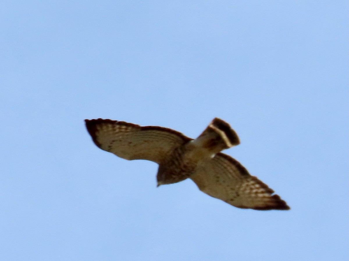 Broad-winged Hawk - Greg Vassilopoulos