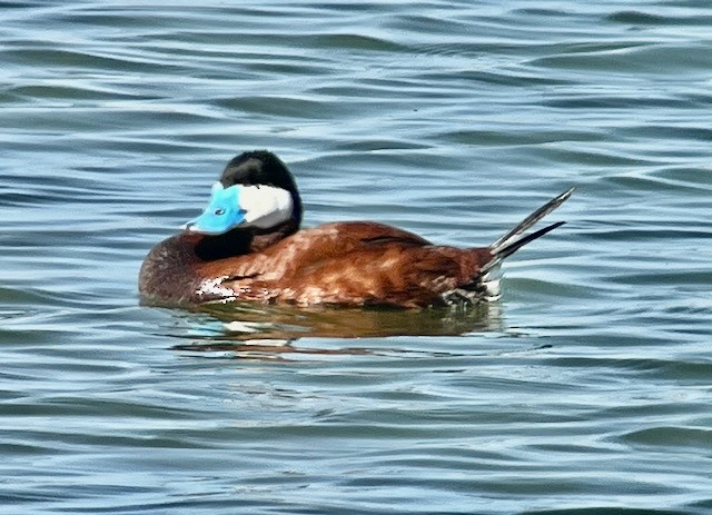 Ruddy Duck - Jeri Langham