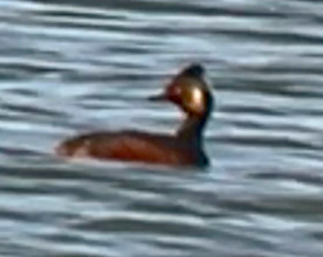 Eared Grebe - Jeri Langham