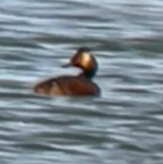 Eared Grebe - Jeri Langham