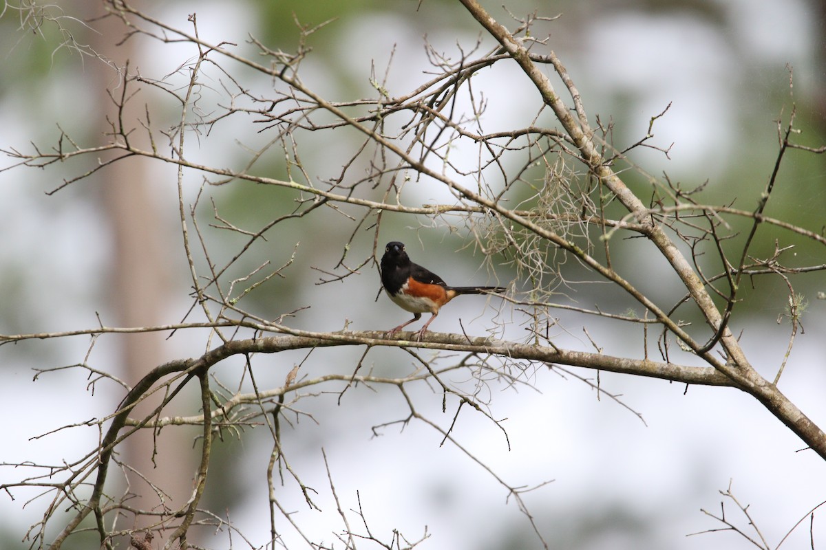 Eastern Towhee - Andres Leon-Reyes