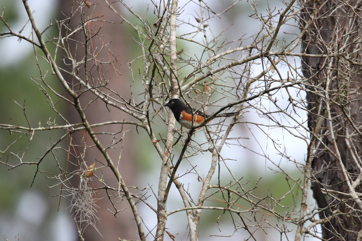 Eastern Towhee - Andres Leon-Reyes