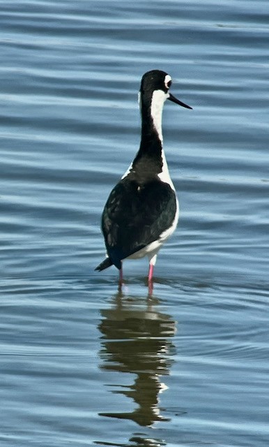 Black-necked Stilt - Jeri Langham