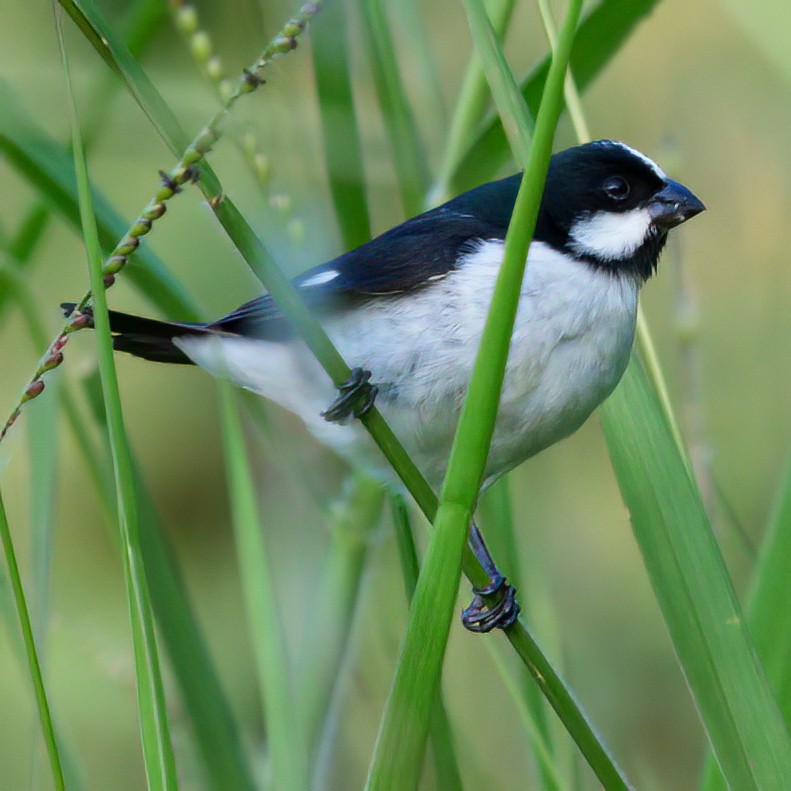 Lined Seedeater - Daniel Hinckley | samazul.com