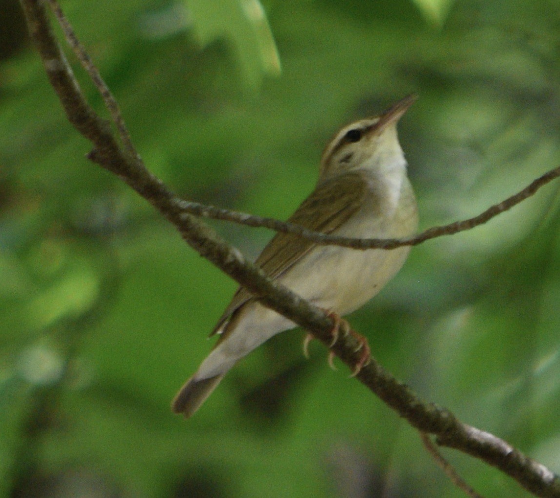 Swainson's Warbler - Brian Lupa