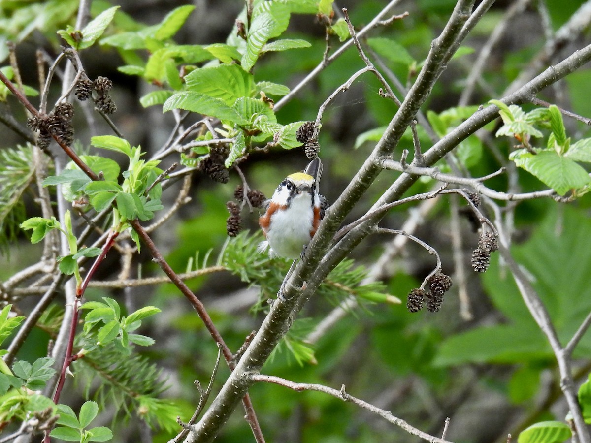 Chestnut-sided Warbler - Jeanne Tucker