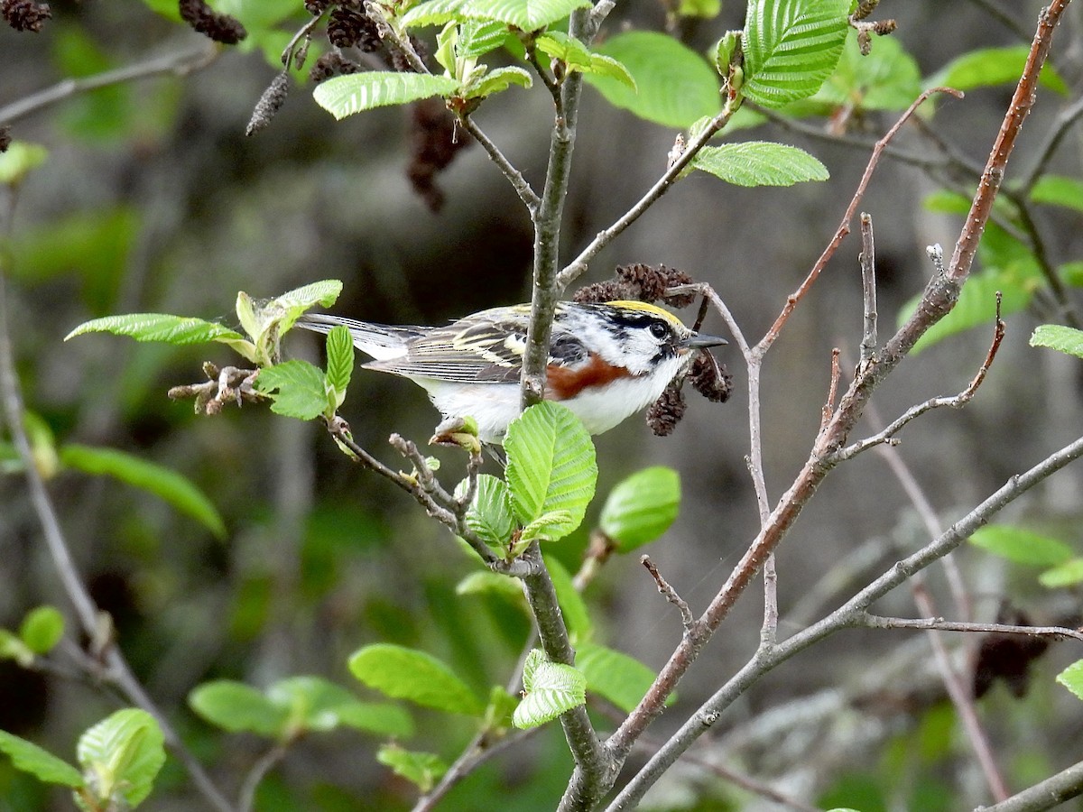 Chestnut-sided Warbler - Jeanne Tucker