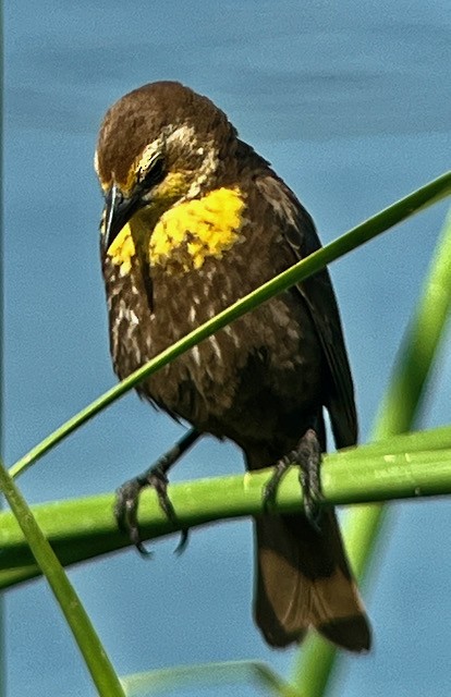 Yellow-headed Blackbird - Jeri Langham