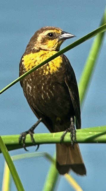 Yellow-headed Blackbird - Jeri Langham