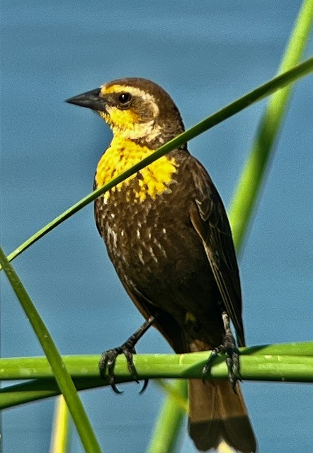 Yellow-headed Blackbird - Jeri Langham