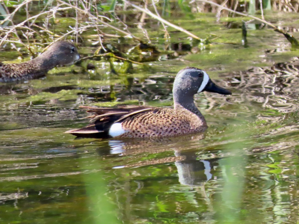 Blue-winged Teal - Greg Vassilopoulos