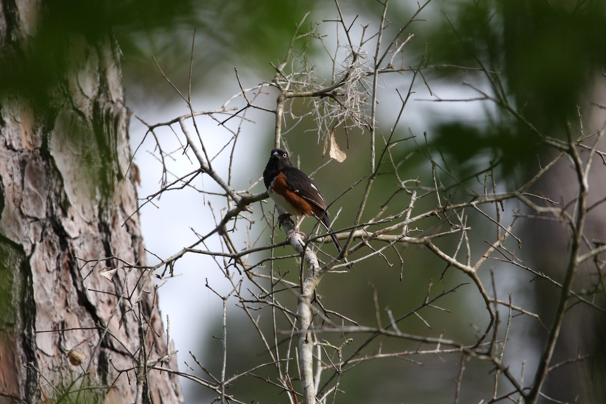 Eastern Towhee - Andres Leon-Reyes