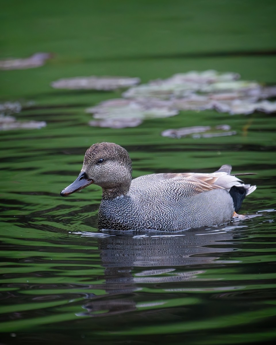 Gadwall - ML619464634