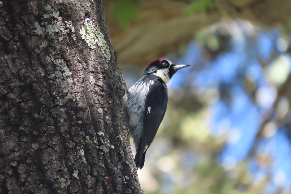 Acorn Woodpecker - David Brinkman