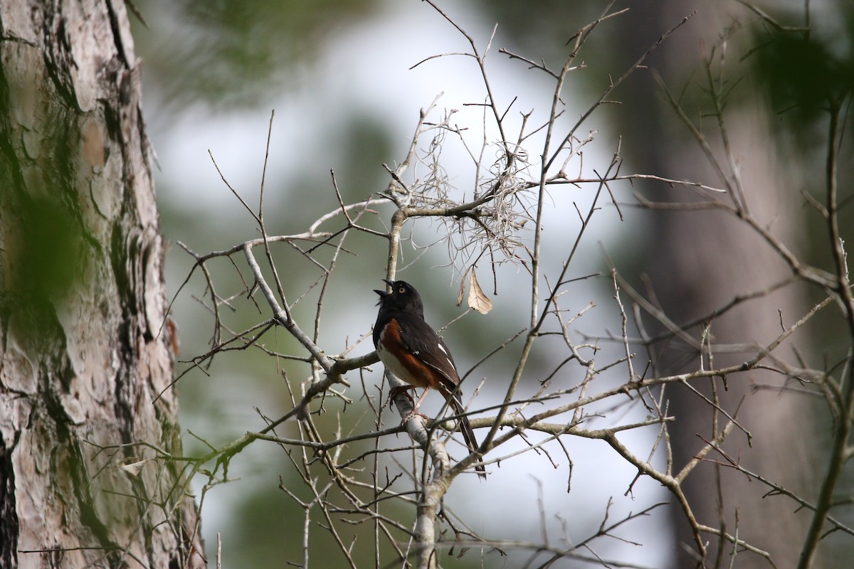 Eastern Towhee - Andres Leon-Reyes