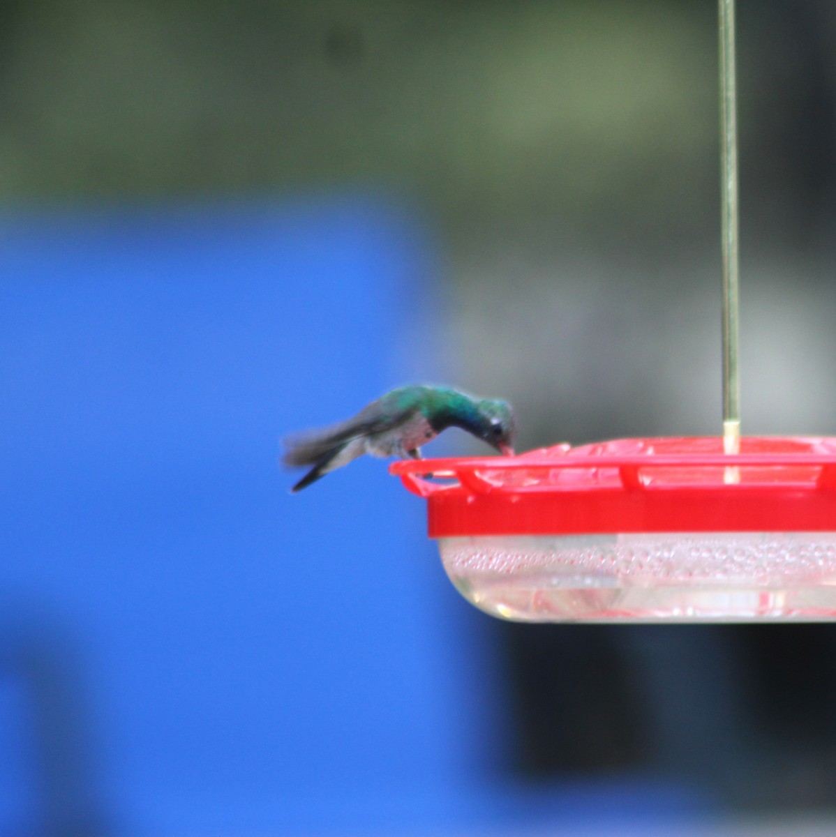 Broad-billed Hummingbird - Marsha Painter