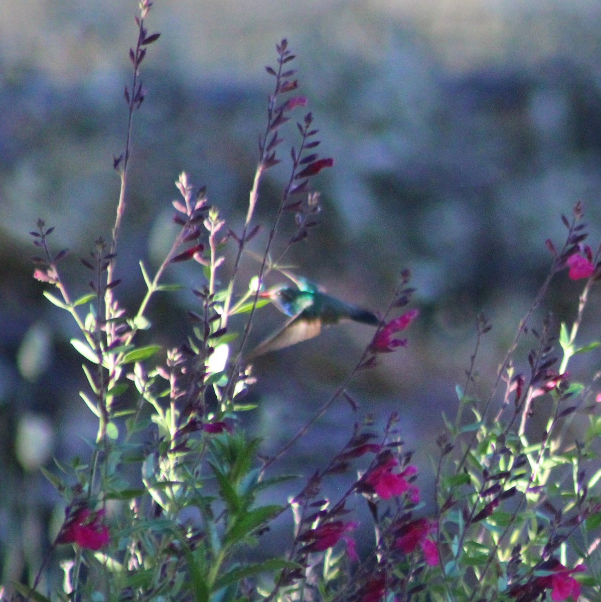 Broad-billed Hummingbird - Marsha Painter