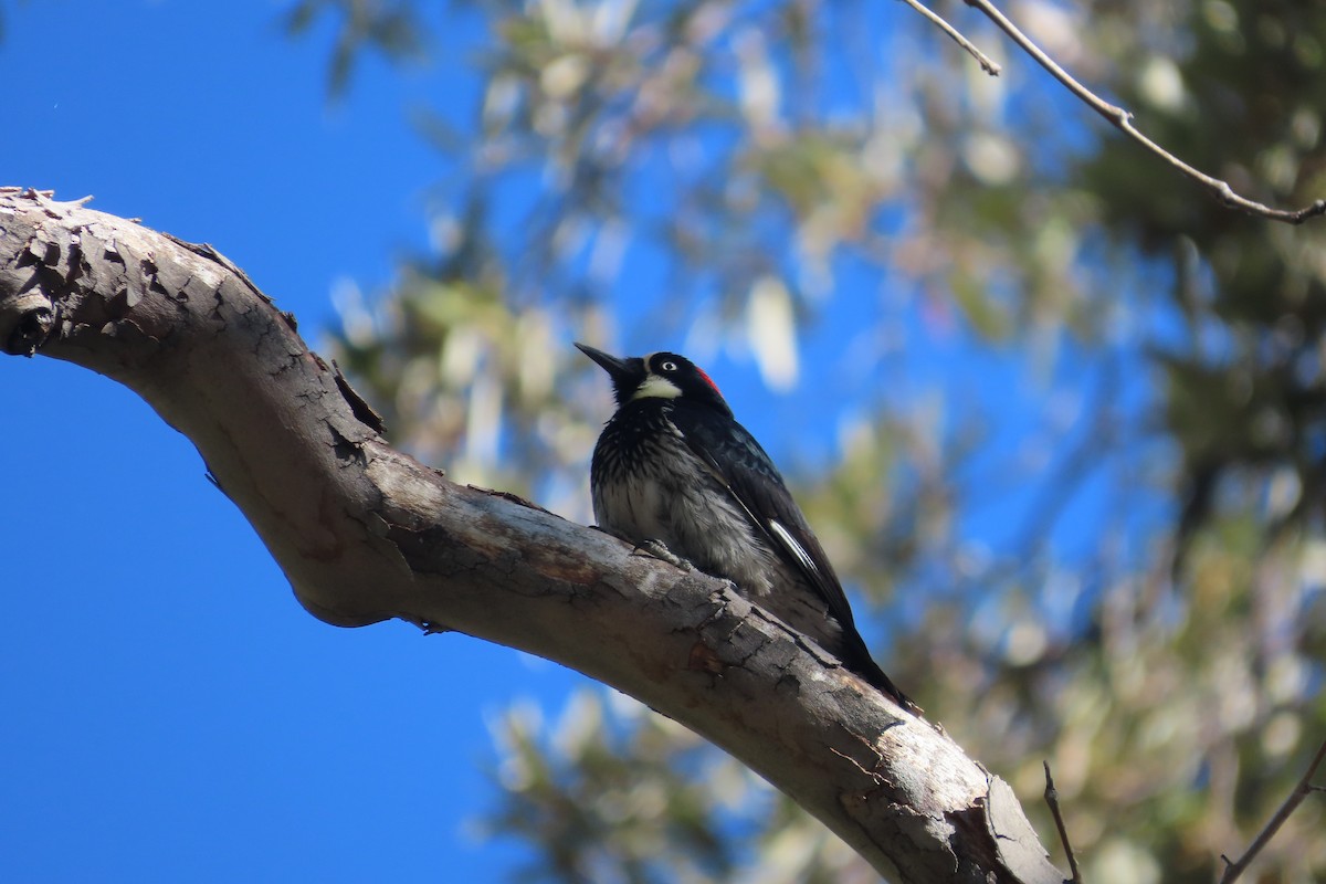 Acorn Woodpecker - David Brinkman