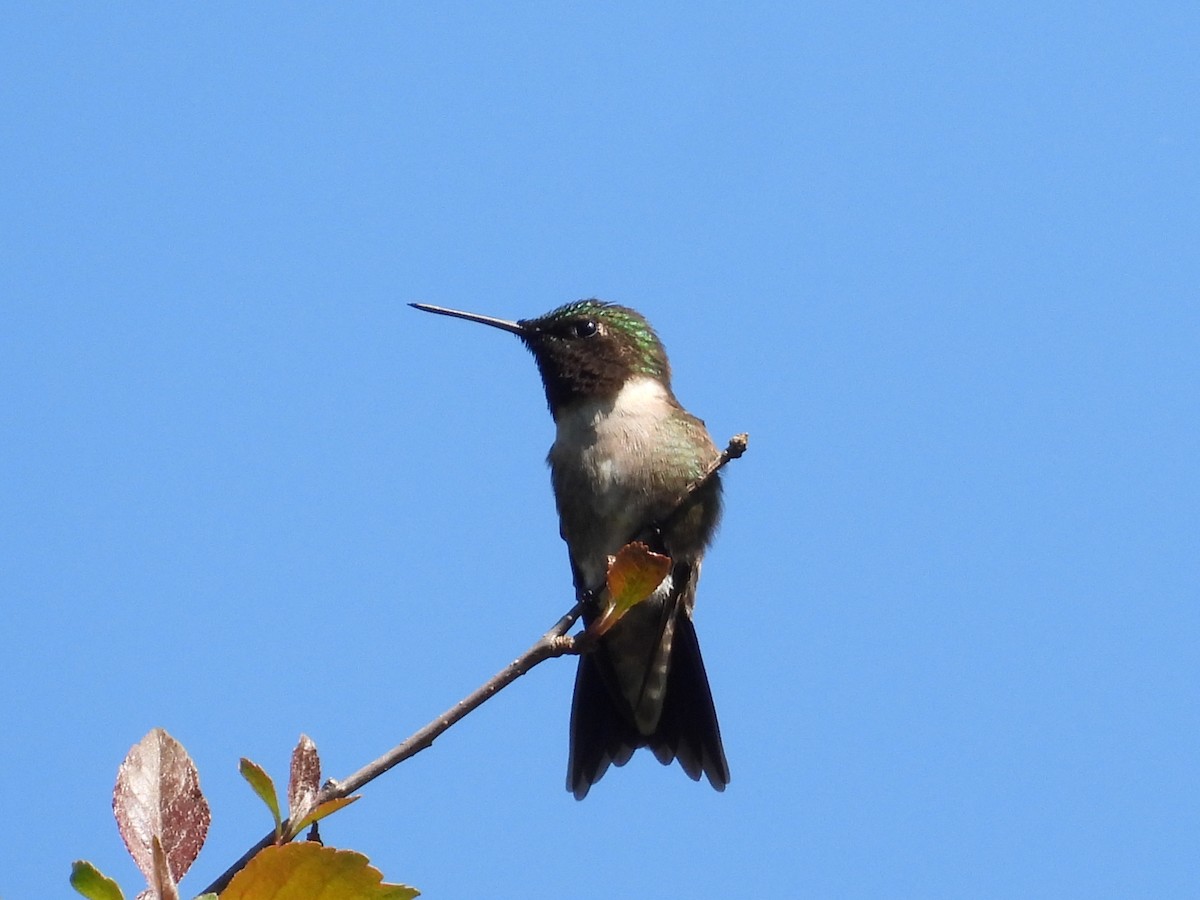 Ruby-throated Hummingbird - Jeff Fengler