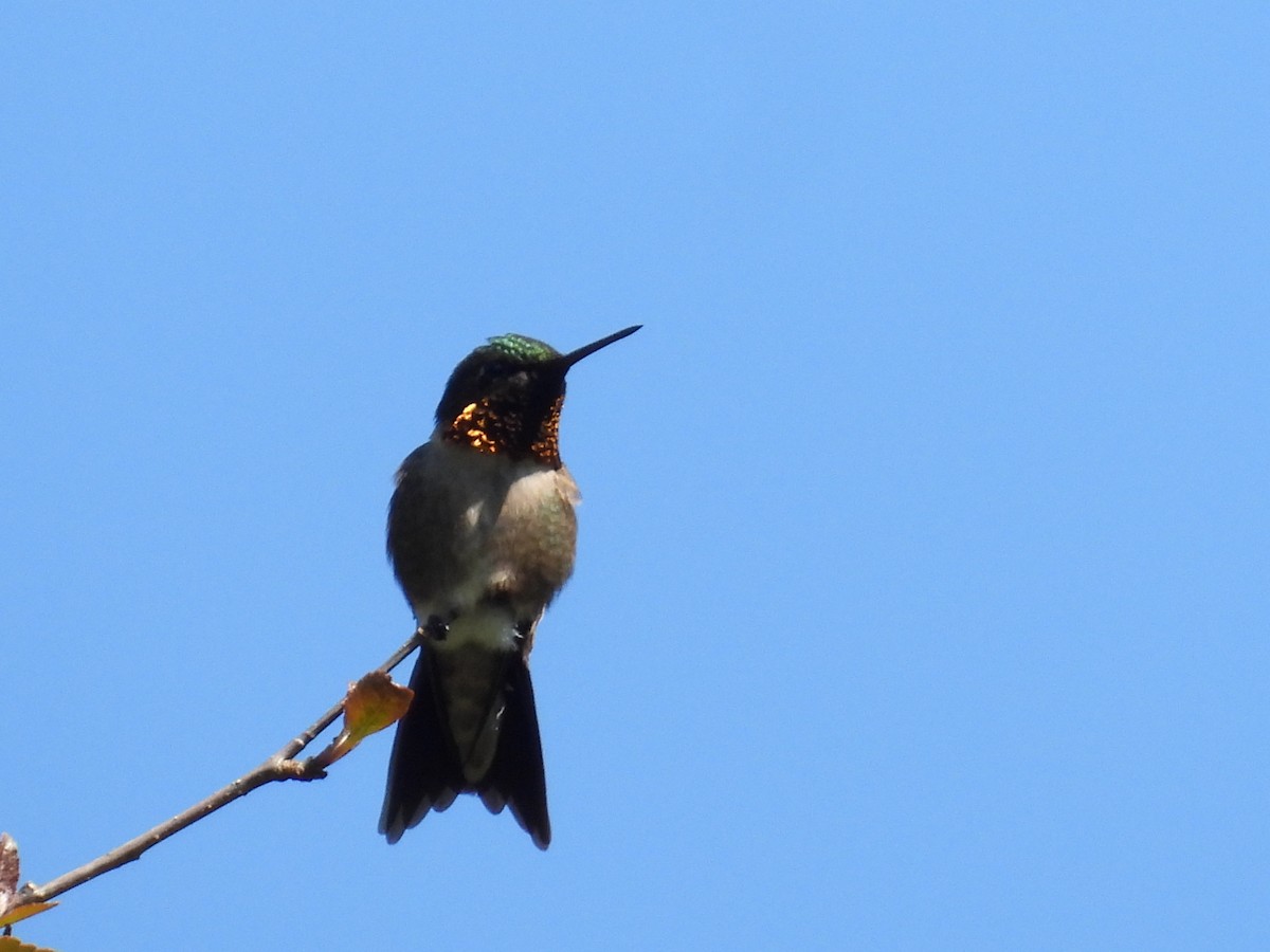 Ruby-throated Hummingbird - Jeff Fengler