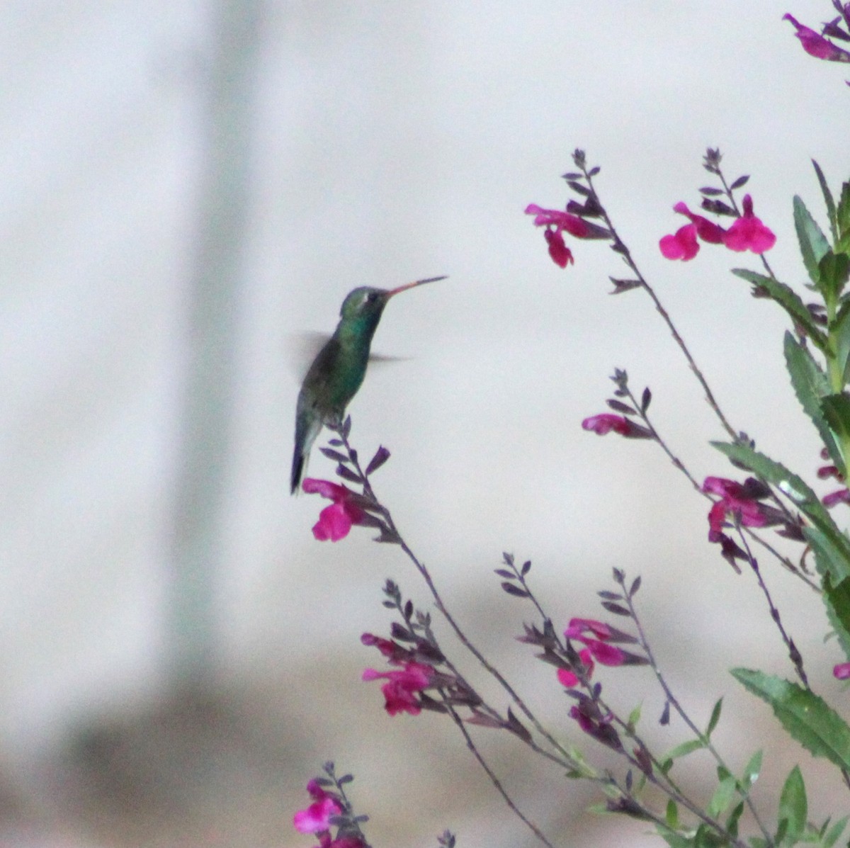 Broad-billed Hummingbird - Marsha Painter