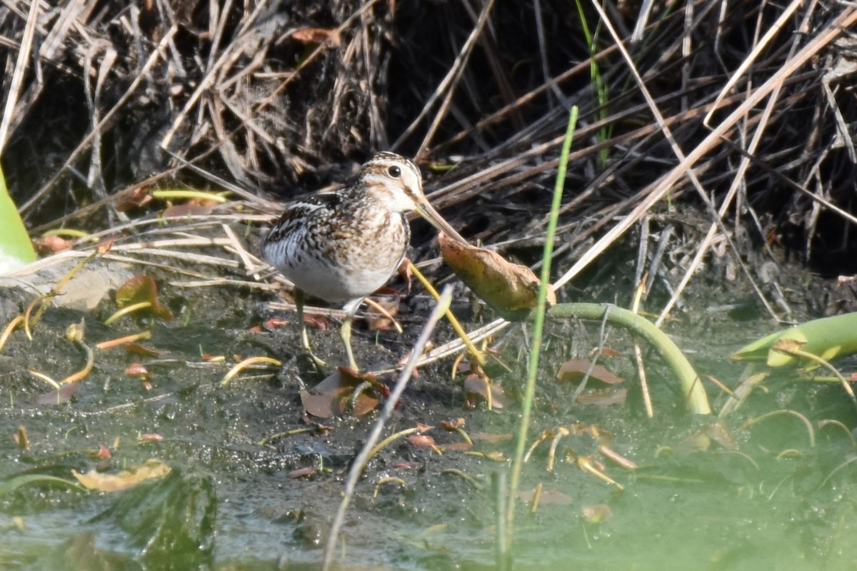 Wilson's Snipe - Garry Waldram