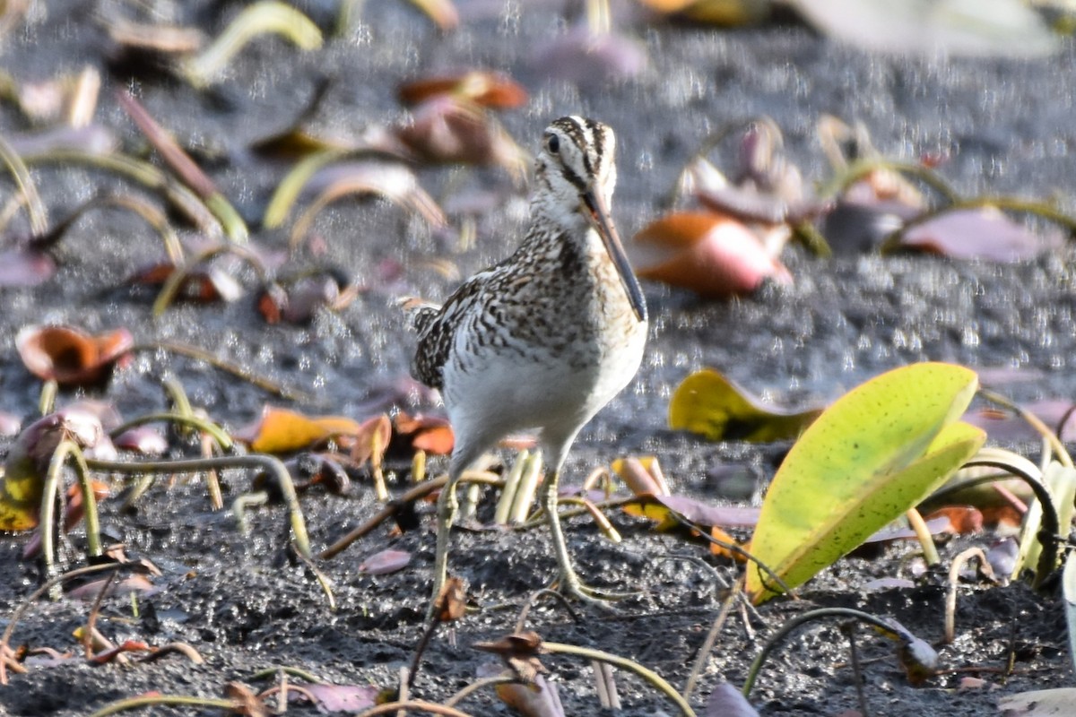 Wilson's Snipe - ML619464678