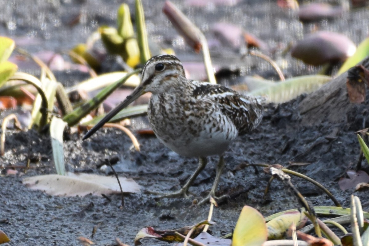 Wilson's Snipe - Garry Waldram