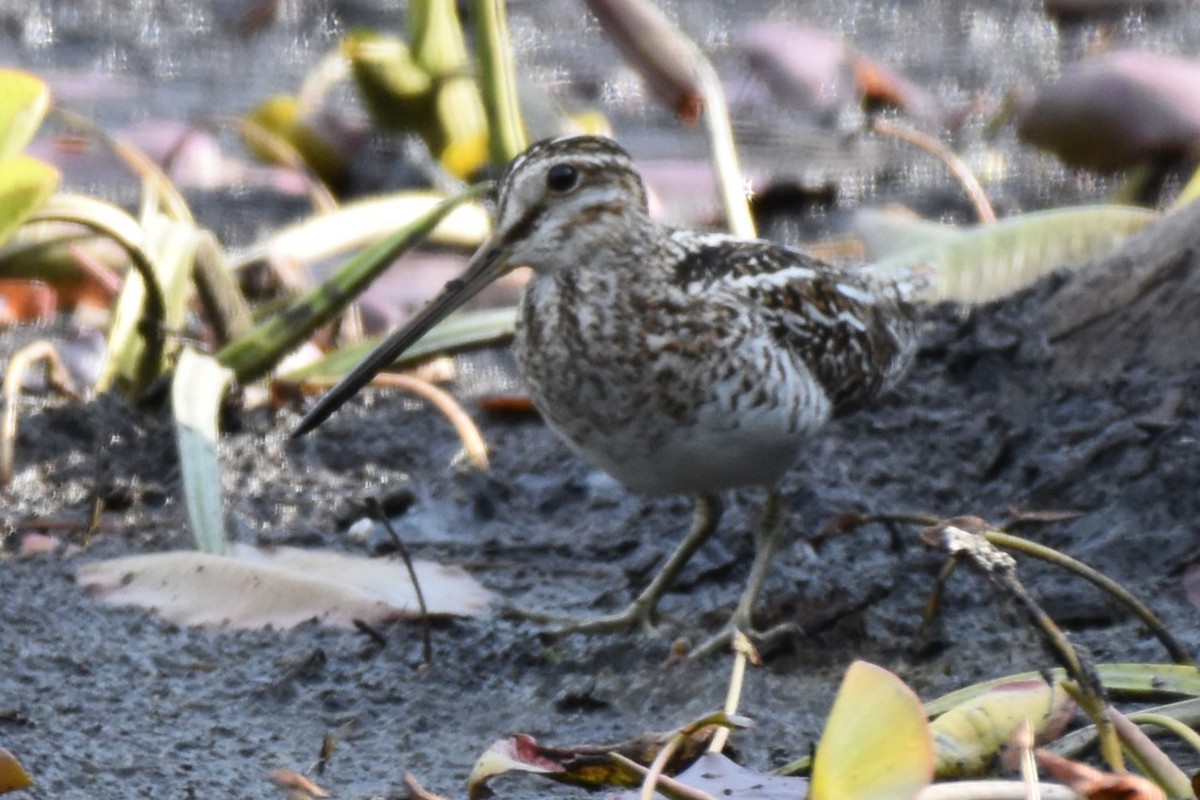 Wilson's Snipe - Garry Waldram