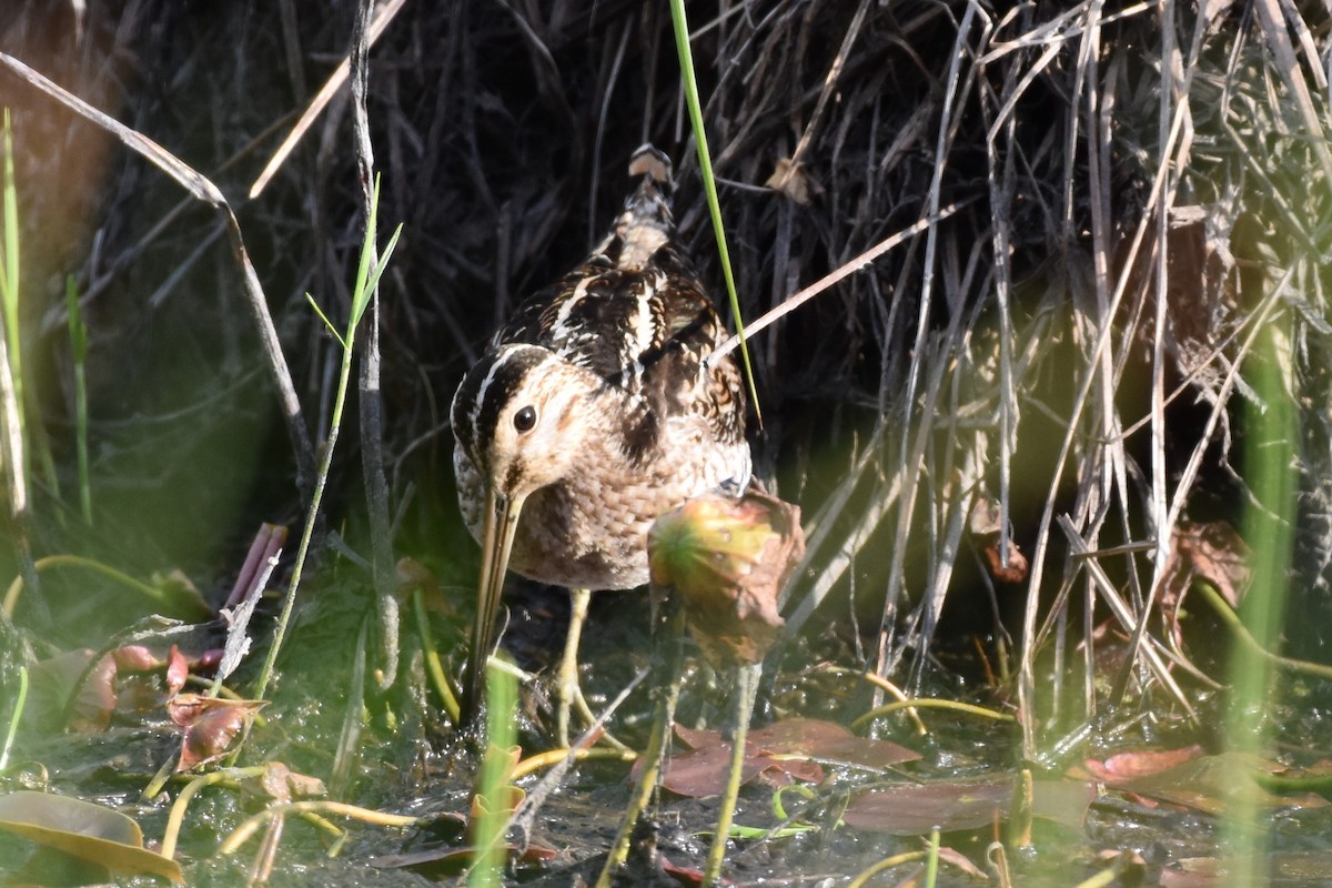 Wilson's Snipe - Garry Waldram