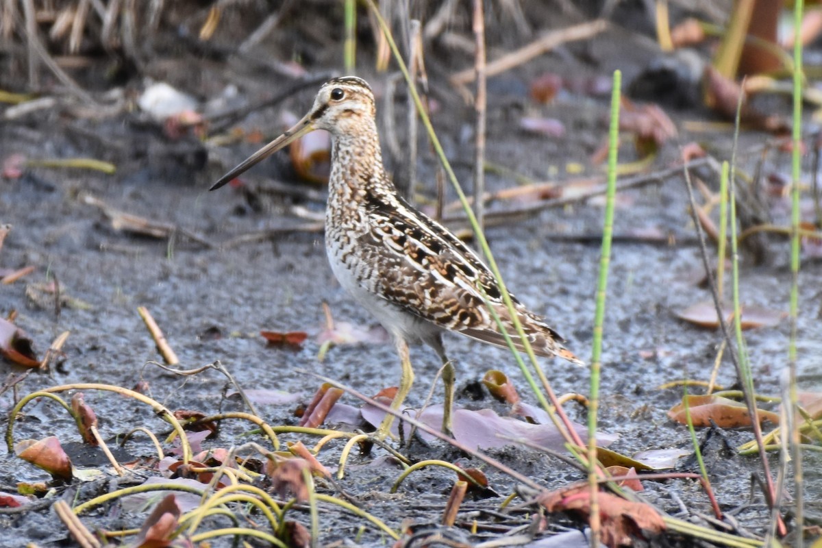 Wilson's Snipe - Garry Waldram