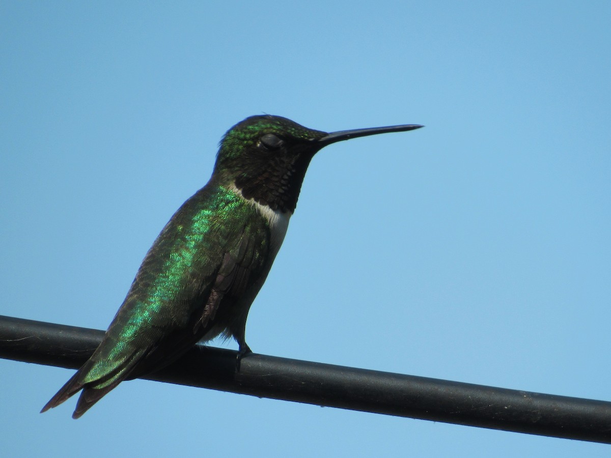 Ruby-throated Hummingbird - Timothy Blanchard