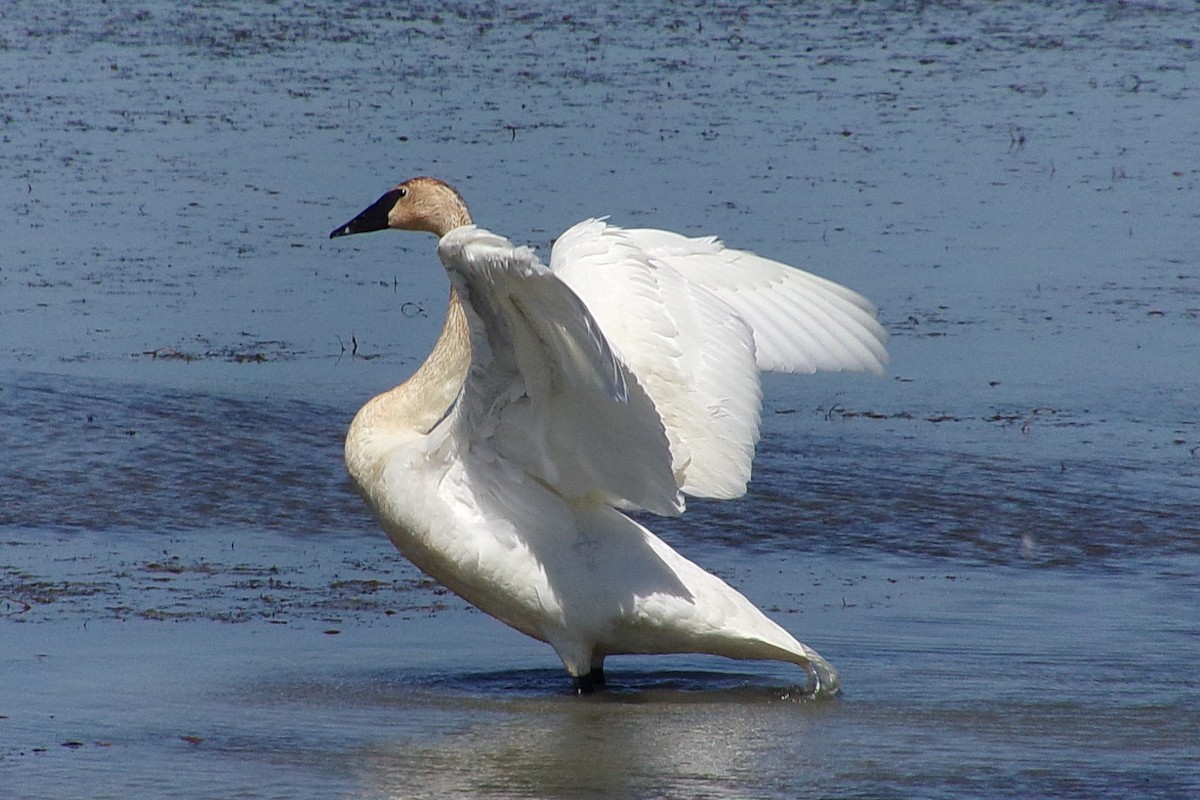 Trumpeter Swan - ML619464692