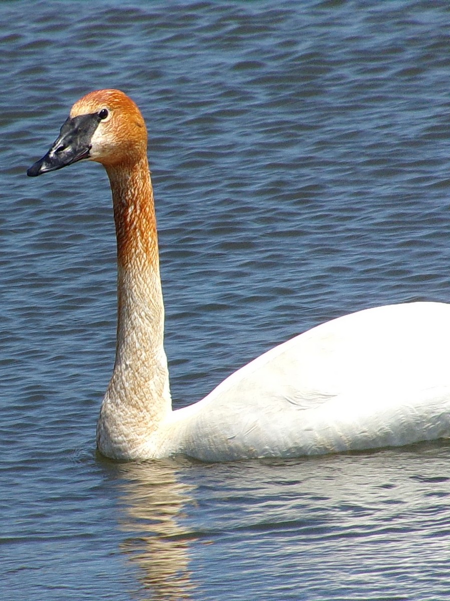 Trumpeter Swan - ML619464694