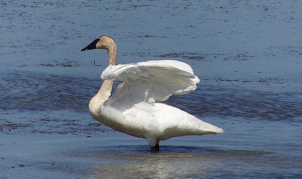 Trumpeter Swan - ML619464696