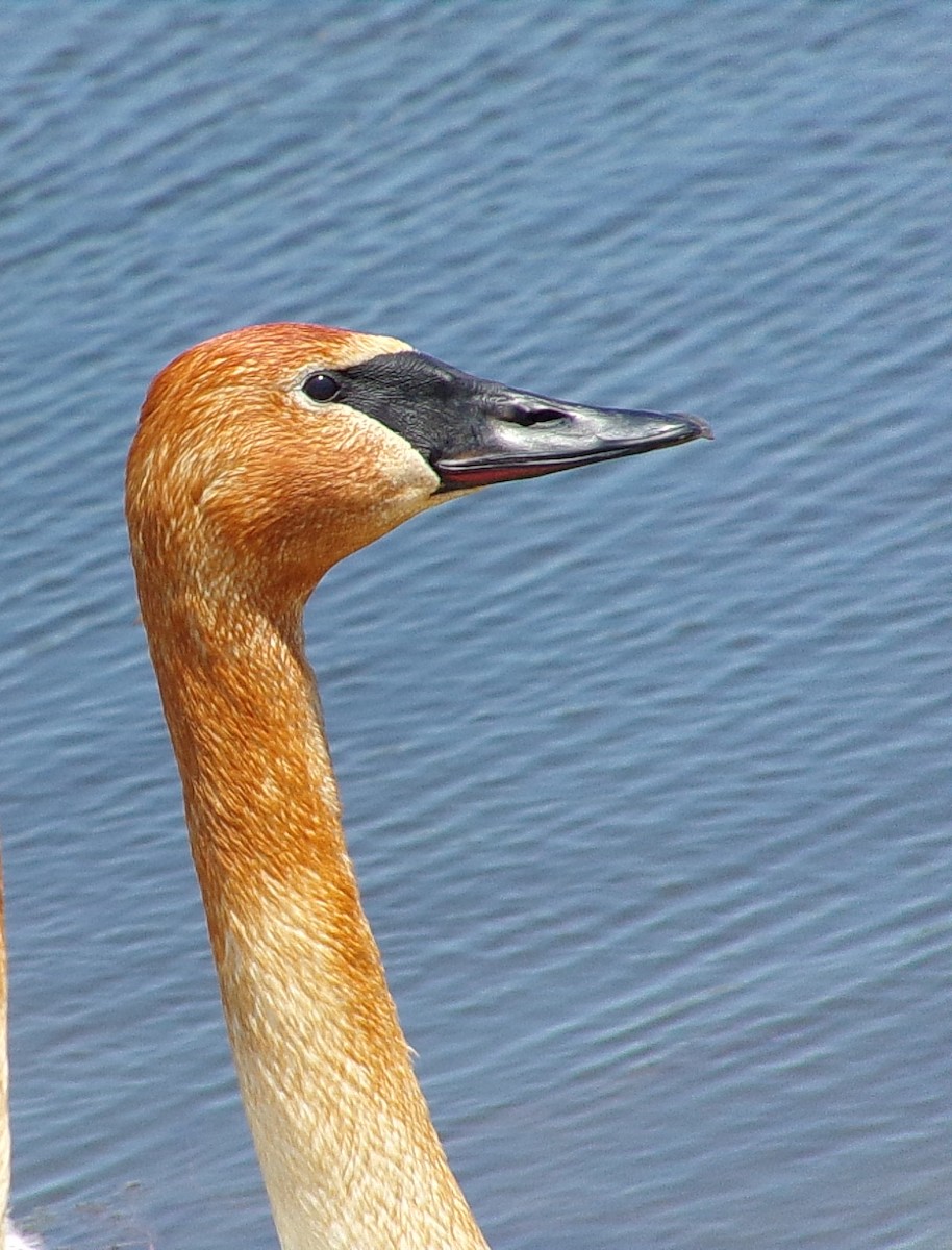 Trumpeter Swan - Connor Daugherty