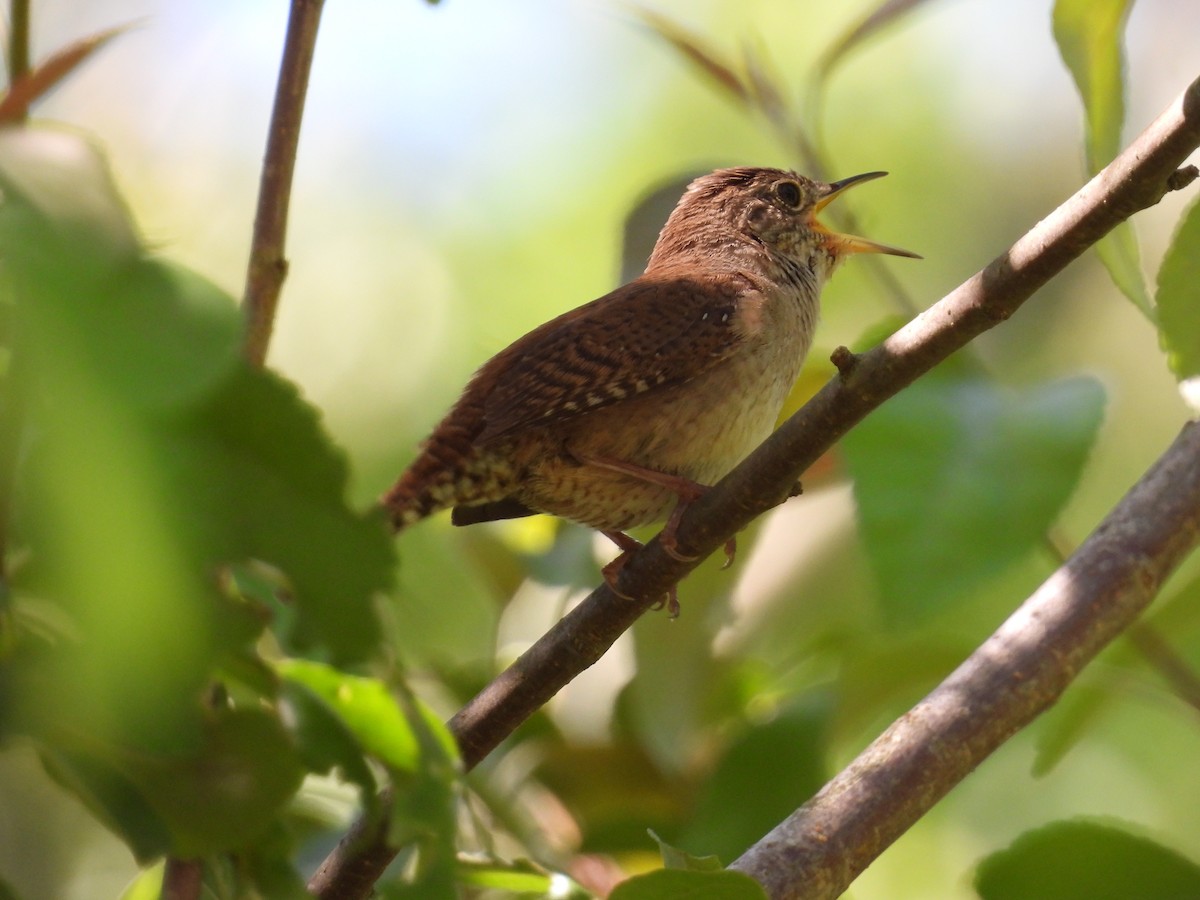 House Wren - Jeff Fengler