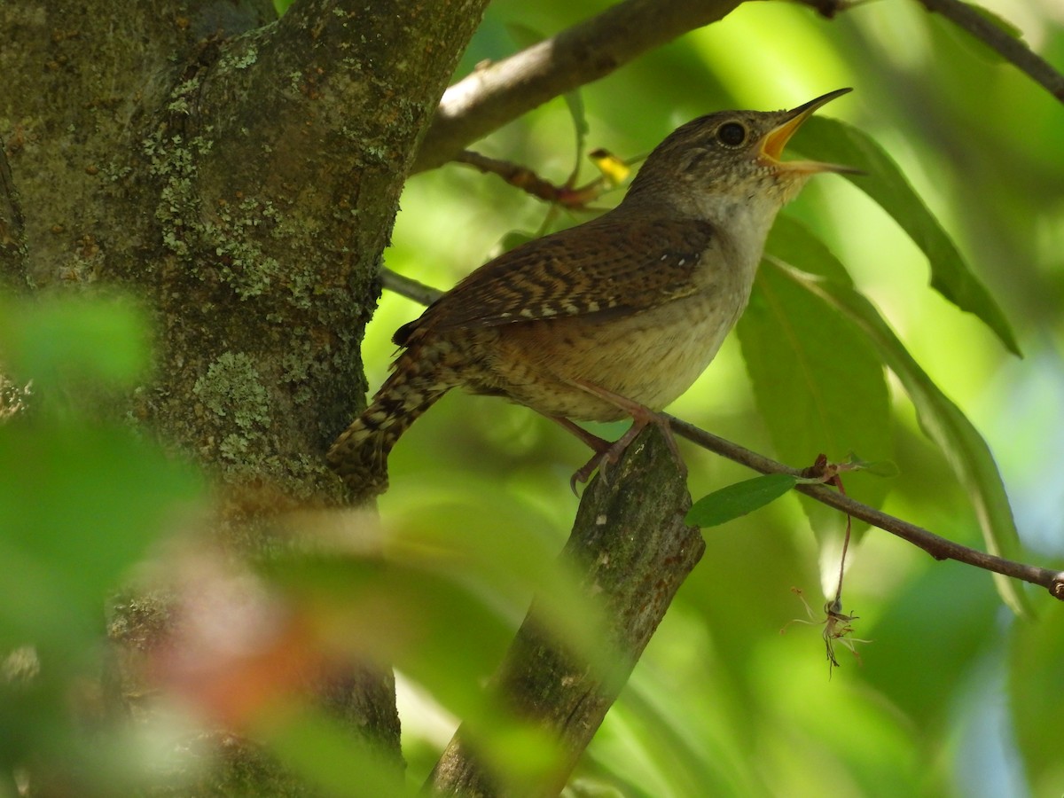 House Wren - Jeff Fengler