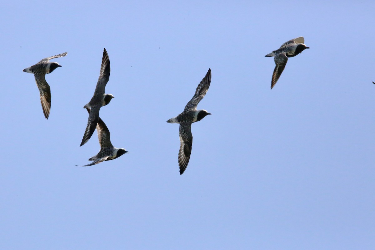 Black-bellied Plover - Monica Lee