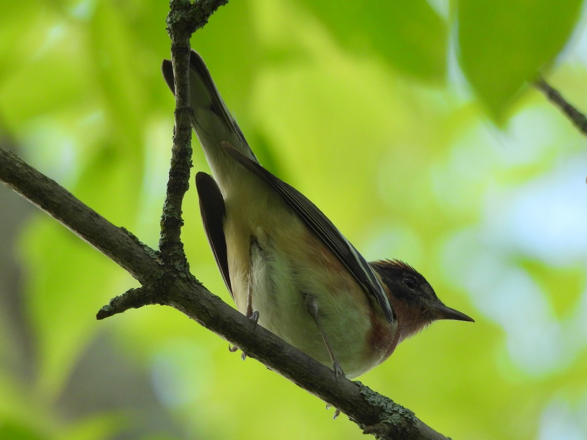 Bay-breasted Warbler - ML619464705