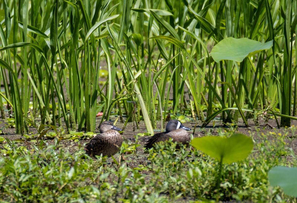 Blue-winged Teal - Daniel Griffith