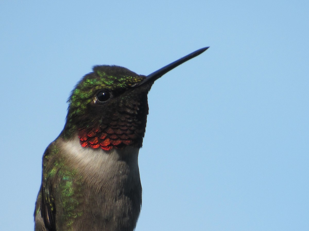 Ruby-throated Hummingbird - Timothy Blanchard