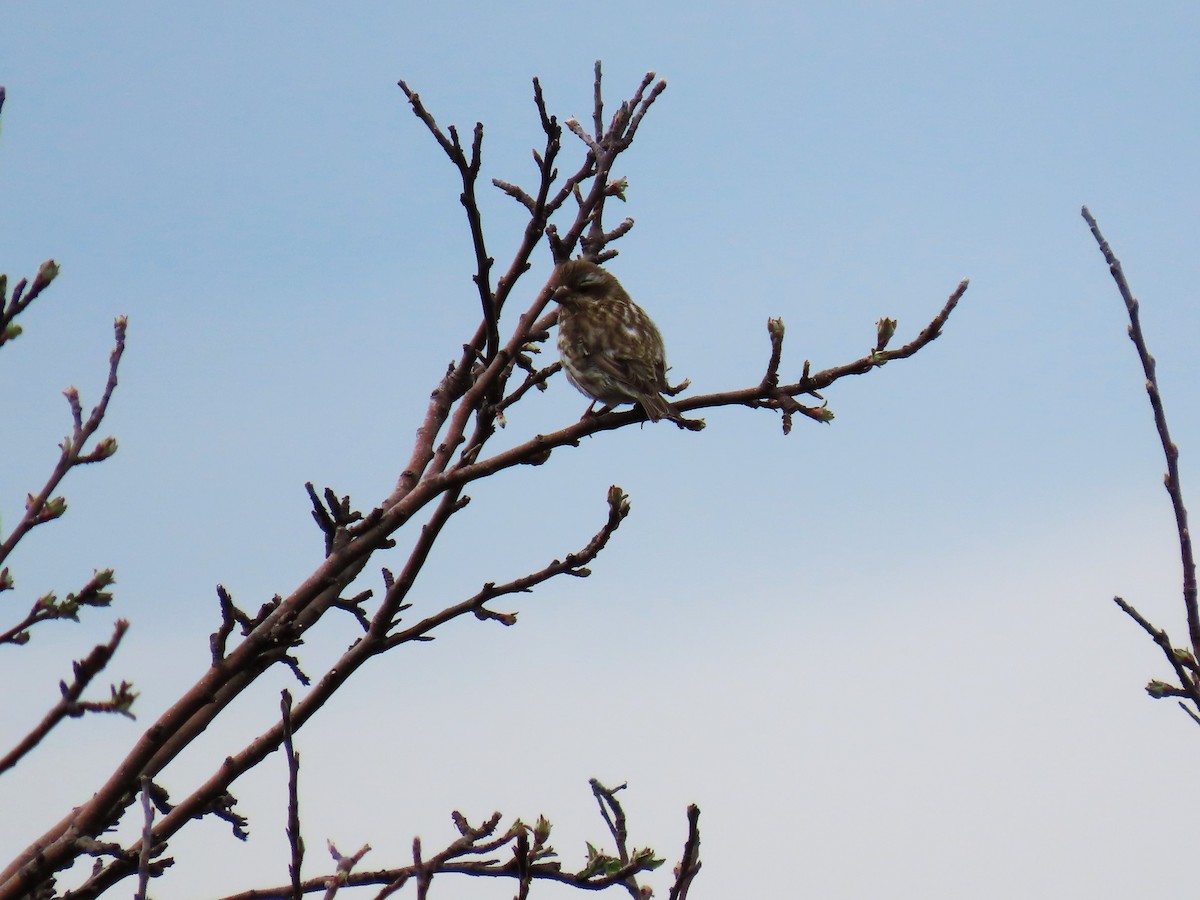 Purple Finch - Bethsheila Kent