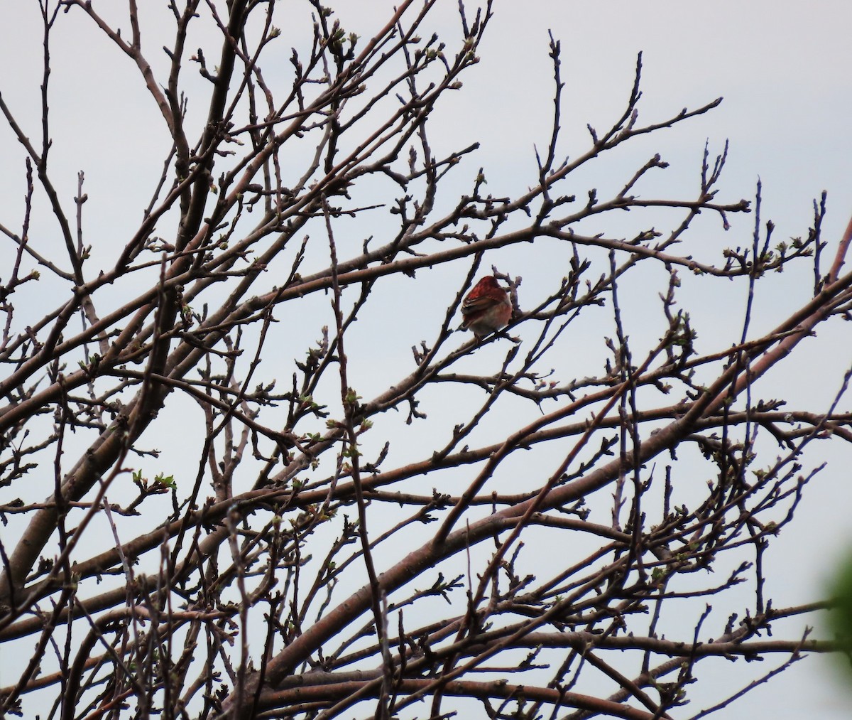 Purple Finch - Bethsheila Kent