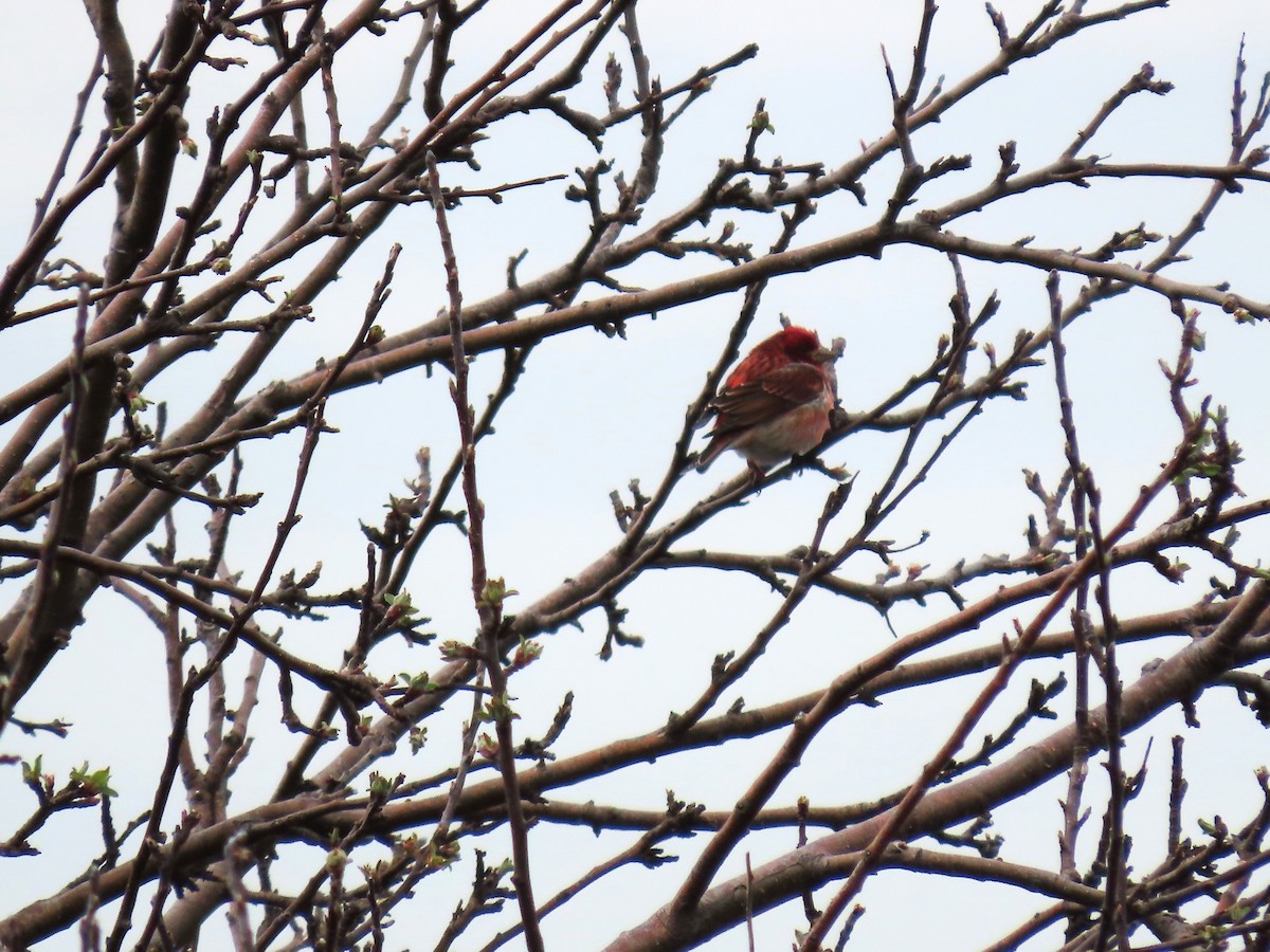 Purple Finch - Bethsheila Kent