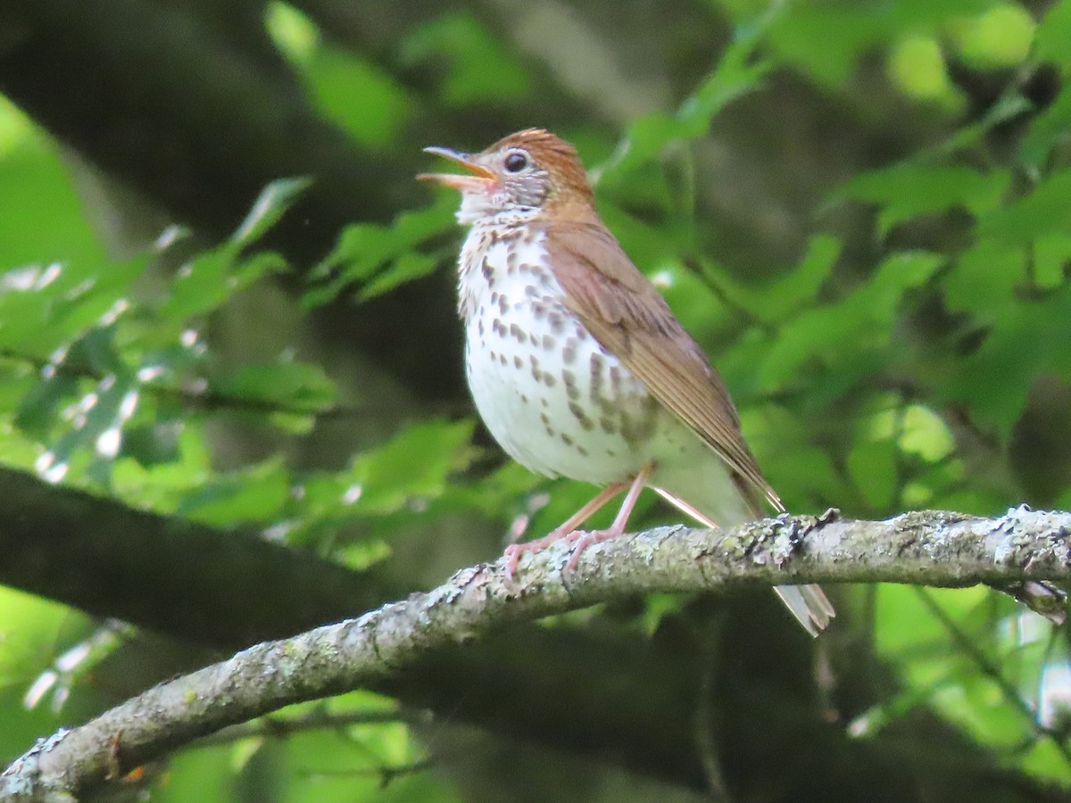 Wood Thrush - Ann McMican