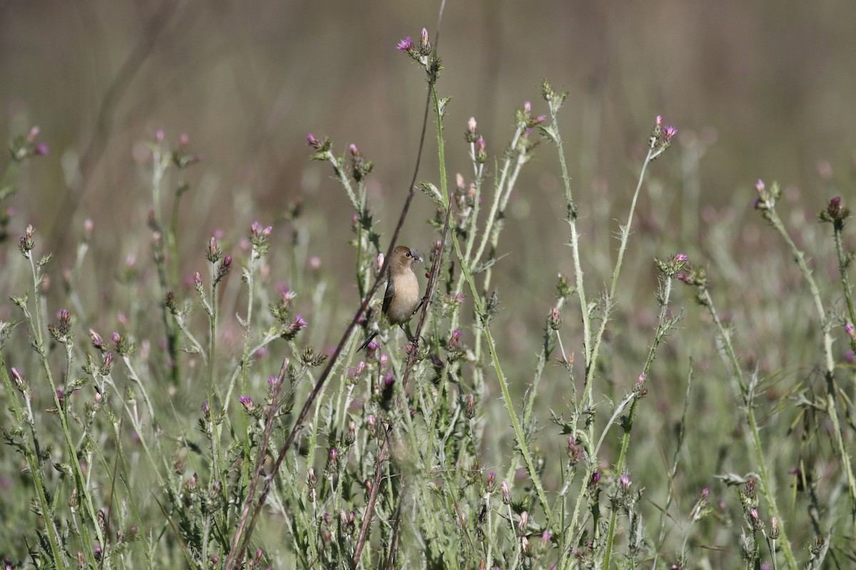 Lazuli Bunting - Becky Turley