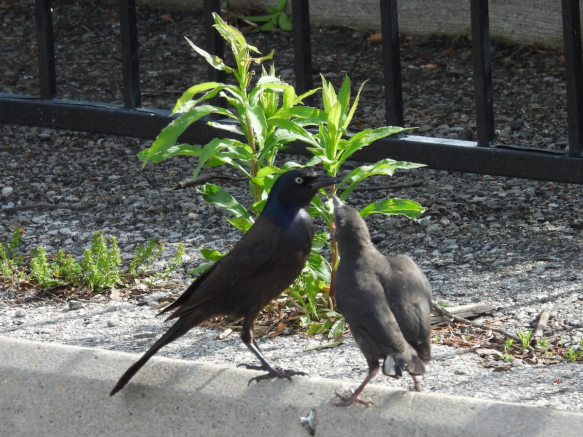 Common Grackle - Kevin Seymour