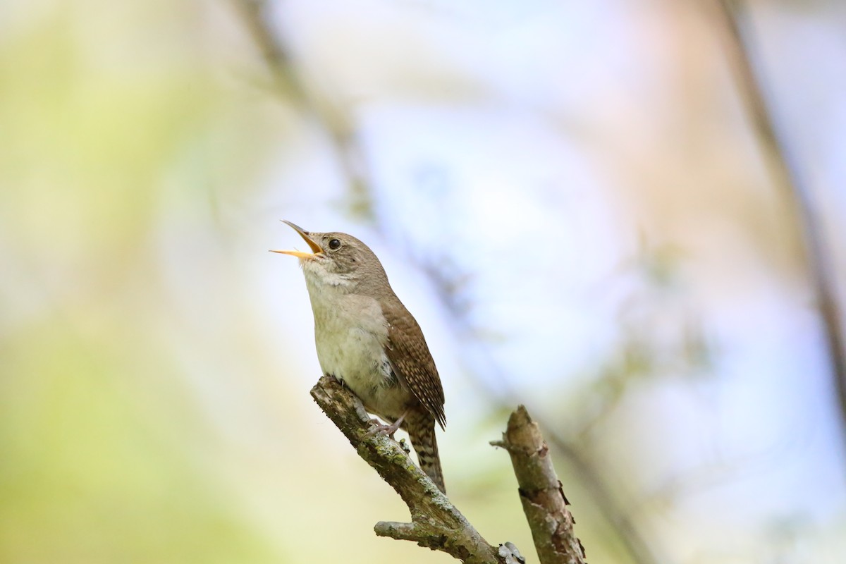 House Wren - Monica Lee